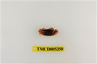 藏品(糾結南方招潮蟹)的圖片